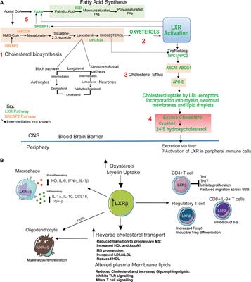 Disrupted Lipid Metabolism in Multiple Sclerosis: A Role for Liver X Receptors?